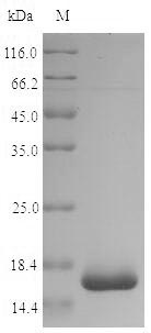 SDS-PAGE- Recombinant protein Shigella groL