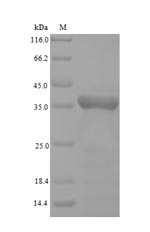 SDS-PAGE- Recombinant protein Pongo GPX4