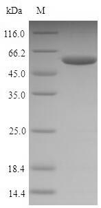SDS-PAGE- Recombinant protein Mouse Npm1