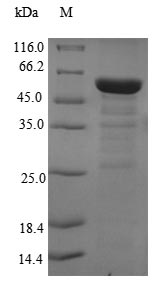 SDS-PAGE- Recombinant protein Human EIF3M
