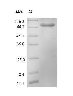 SDS-PAGE- Recombinant protein Escherichia mcr1
