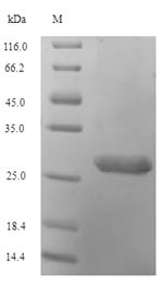 SDS-PAGE- Recombinant protein Human H2AFV