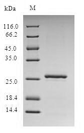 (Tris-Glycine gel) Discontinuous SDS-PAGE (reduced) with 5% enrichment gel and 15% separation gel. (Tris-Glycine gel) Discontinuous SDS-PAGE (reduced) with 5% enrichment gel and 15% separation gel.