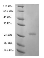 SDS-PAGE- Recombinant protein Human IFNE