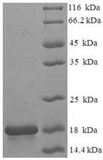 SDS-PAGE- Recombinant protein Macaca FXN