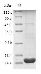 SDS-PAGE- Recombinant protein Human PLIN4