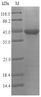 SDS-PAGE- Recombinant protein Human PVRL2
