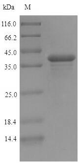SDS-PAGE - Recombinant Glycine max Ferritin-2, chloroplastic