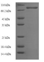 SDS-PAGE- Recombinant protein Human PIK3R5