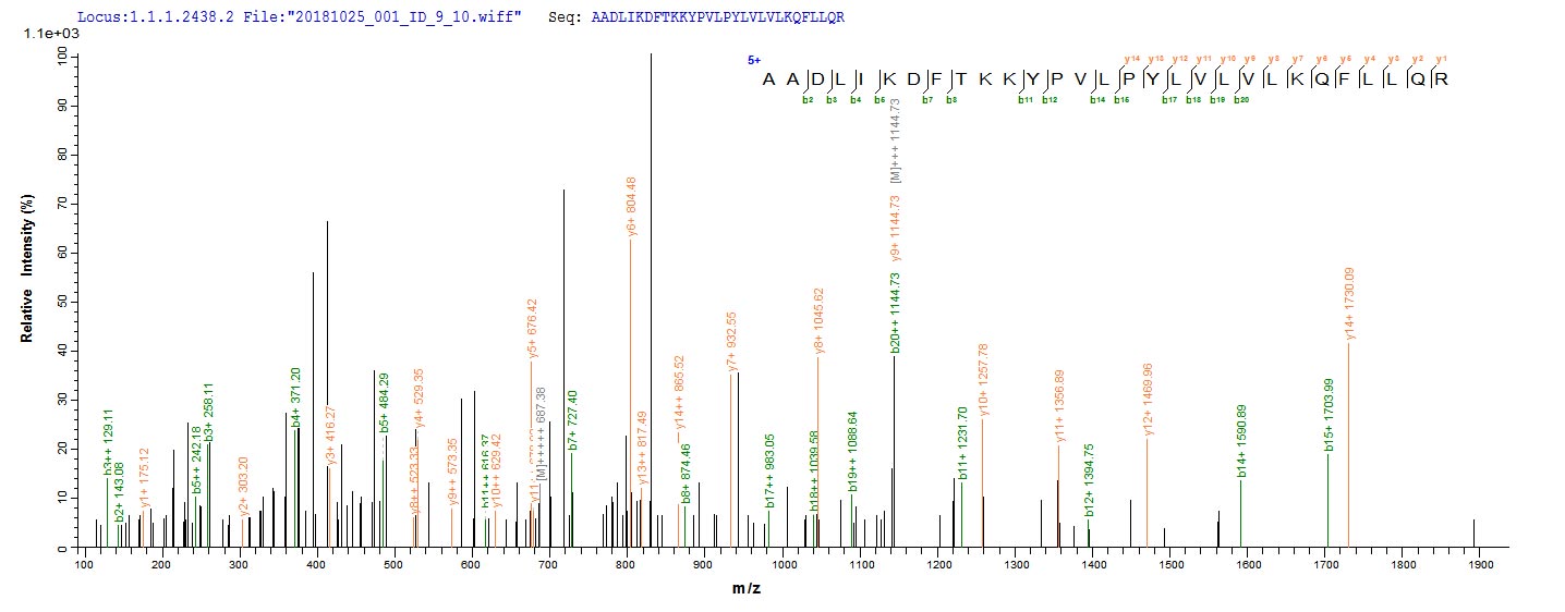 Based on the SEQUEST from database of E.coli host and target protein, the LC-MS/MS Analysis result of CSB-EP843329HU could indicate that this peptide derived from E.coli-expressed Homo sapiens (Human) TENT4B.
