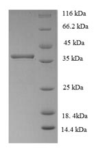 SDS-PAGE- Recombinant protein Arabidopsis NFYA3