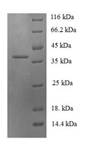 SDS-PAGE- Recombinant protein Human CCL19