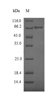 SDS-PAGE - Recombinant Cupressus arizonica Pectate lyase 1