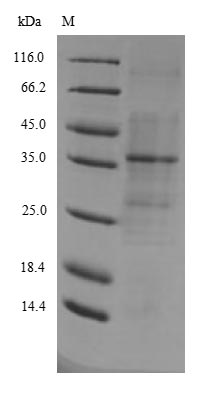 (Tris-Glycine gel) Discontinuous SDS-PAGE (reduced) with 5% enrichment gel and 15% separation gel.