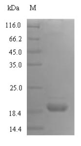 SDS-PAGE- Recombinant protein Rat Icos