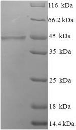 SDS-PAGE- Recombinant protein Human COLEC10