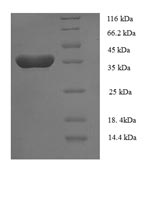 SDS-PAGE- Recombinant protein Human TNFSF13B