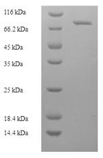 SDS-PAGE- Recombinant protein Macaca ALB