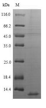SDS-PAGE- Recombinant protein Human CXCL10