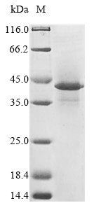 CSB-MP010509HU SDS-PAGE