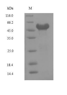 SDS-PAGE- Recombinant protein Human NR2F6
