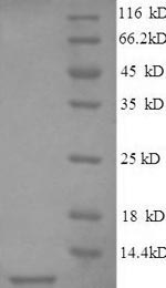 SDS-PAGE- Recombinant protein Human SFTPC