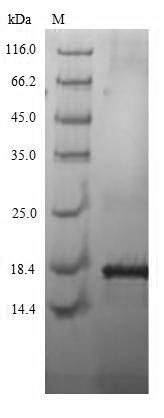 CSB-MP711093HUa0 SDS