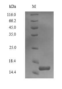 (Tris-Glycine gel) Discontinuous SDS-PAGE (reduced) with 5% enrichment gel and 15% separation gel. (Tris-Glycine gel) Discontinuous SDS-PAGE (reduced) with 5% enrichment gel and 15% separation gel.