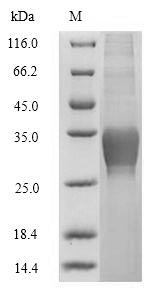 SDS-PAGE- Recombinant protein Human CLEC4C