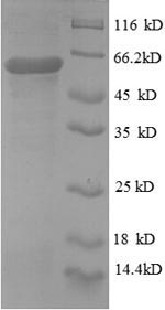 SDS-PAGE- Recombinant protein Human P4HB