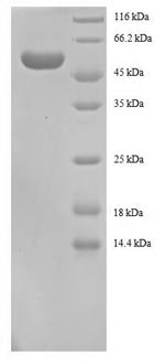 Recombinant Human 14-3-3 protein beta/alpha (YWHAB) - image 1