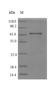Recombinant Human Replication protein A 32KDA subunit (RPA2) , partial - image 1