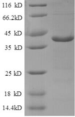 Recombinant Human V-type proton ATPase subunit F (ATP6V1F) - image 1