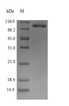 SDS-PAGE- Recombinant protein Human ENO1