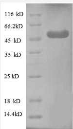 SDS-PAGE- Recombinant protein Human WDR1
