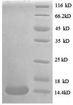 SDS-PAGE- Recombinant protein Human CCL24