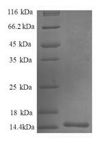 SDS-PAGE- Recombinant protein Human CCL7