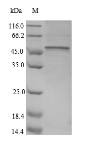 Recombinant Human CD40 ligand (CD40LG) , partial - image 1