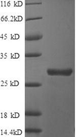 Recombinant Human Clusterin (CLU) , partial - image 1