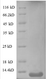 Recombinant Human C-X-C motif chemokine 10 (CXCL10) - image 1