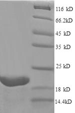 SDS-PAGE- Recombinant protein Mouse Fgf-2