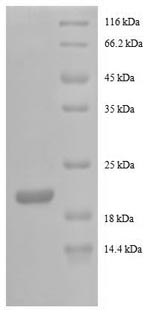 SDS-PAGE- Recombinant protein Human CSF-3
