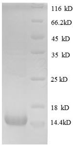 Recombinant Human Glial cell line-derived neurotrophic factor (GDNF) - image 1