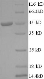 SDS-PAGE- Recombinant protein Human IL1A