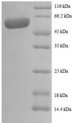 SDS-PAGE- Recombinant protein Human IL12B