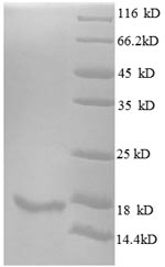 SDS-PAGE- Recombinant protein Human IL15