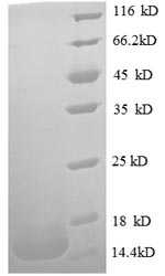 SDS-PAGE- Recombinant protein Human MIF