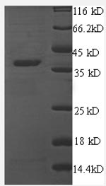 CSB-RP073494h(N)