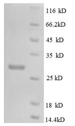 SDS-PAGE- Recombinant protein Mouse Csf1