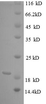 Recombinant Bovie Tumor necrosis factor (TNF) , partial - image 1